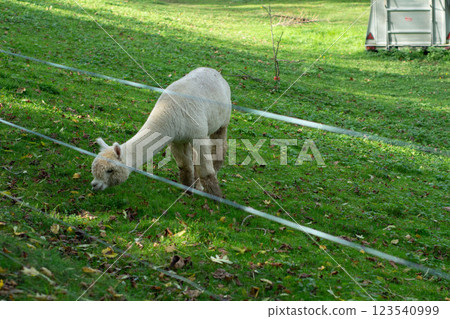 Grazing alpaca enjoys a sunny day on a green hillside surrounded by autumn leaves and the sound of nature in a peaceful countryside setting Grazing alpaca enjoys a sunny day on a green hillside surrounded by autumn leaves and the sound of nature in a peaceful countryside setting 123540999
