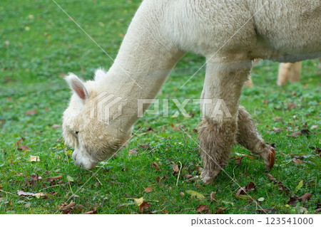 Curious alpaca exploring a lush green pasture surrounded by fallen leaves on a tranquil afternoon in an idyllic rural setting Curious alpaca exploring a lush green pasture surrounded by fallen leaves on a tranquil afternoon in an idyllic rural setting 123541000