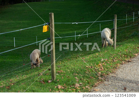 Grazing sheep enjoy a serene afternoon in a lush green field along a quiet country road, surrounded by the sounds of nature and gentle rustling leaves Grazing sheep enjoy a serene afternoon in a lush green field along a quiet country road, surrounded by the sounds of nature and gentle rustling leaves 123541009