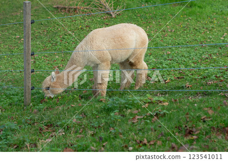 On a crisp morning in a serene rural paradise, a majestic alpaca grazes contentedly in a lush green field surrounded by nature 123541011