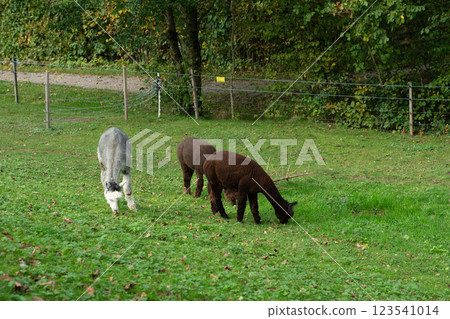 On a tranquil autumn afternoon, gentle alpacas leisurely graze in a vibrant green pasture, enveloped by the serene presence of tall trees 123541014