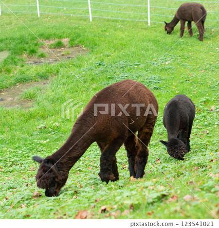 Alpacas grazing peacefully in a lush green pasture on a tranquil afternoon in the countryside, showcasing their gentle nature and unique features in a serene landscape 123541021