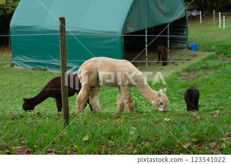 A group of tranquil alpacas grazes peacefully in a lush, vibrant green pasture, enjoying the warmth of a cozy shelter on a serene autumn afternoon A group of tranquil alpacas grazes peacefully in a lush, vibrant green pasture, enjoying the warmth of a cozy shelter on a serene autumn afternoon 123541022