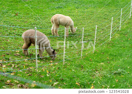 Gentle alpacas grazes in a lush green field surrounded by a simple white fence under a clear blue sky on a peaceful autumn day 123541028