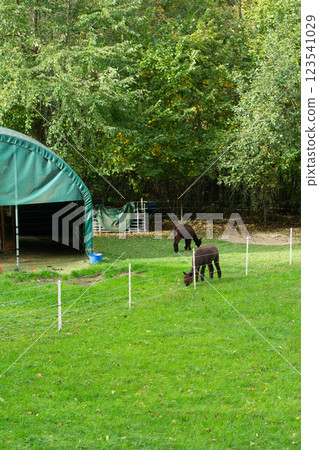 Lush green farm grazing area with two brown animals enjoying a serene afternoon in a tranquil forest setting filled with vibrant foliage 123541029