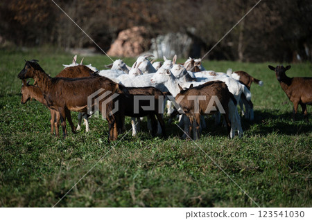 A peaceful gathering of goats and kids in a lush green pasture under the warm sun, showcasing the serenity of nature during a tranquil afternoon in the countryside 123541030