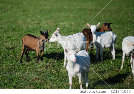 Curious goats explore a lush green pasture on a sunny afternoon, playfully interacting and enjoying the warmth of the day in a serene rural setting Curious goats explore a lush green pasture on a sunny afternoon, playfully interacting and enjoying the warmth of the day in a serene rural setting 123541033