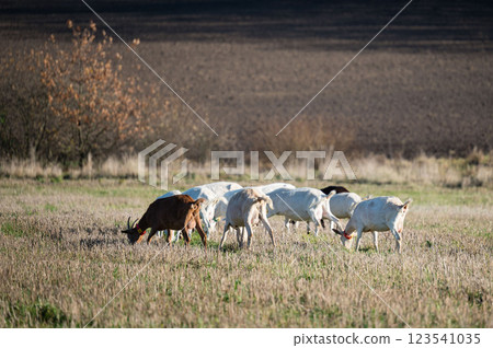 Goats grazing peacefully in a golden field under a clear sky during the tranquil afternoon hours of autumn near rolling hills Goats grazing peacefully in a golden field under a clear sky during the tranquil afternoon hours of autumn near rolling hills 123541035