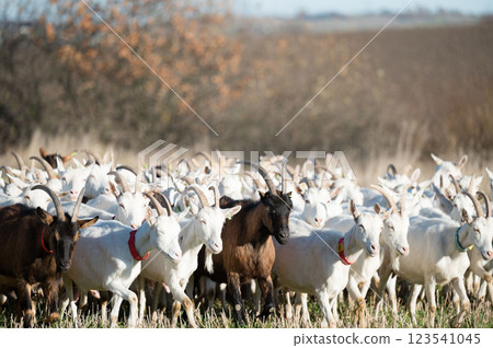 A picturesque herd of goats gracefully traverses a sunlit pasture, while a serene landscape unfolds in the background on this beautiful, clear day A picturesque herd of goats gracefully traverses a sunlit pasture, while a serene landscape unfolds in the background on this beautiful, clear day 123541045