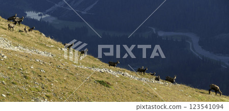 Herd of Chamois at Karwendel Hohenweg, Austria Herd of Chamois at Karwendel Hohenweg, Austria 123541094