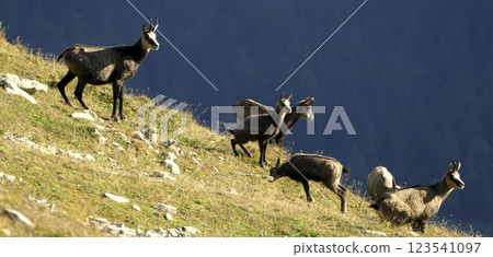 Herd of Chamois at Karwendel Hohenweg, Austria 123541097
