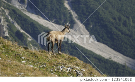Chamois at Karwendel Hohenweg, Austria Chamois at Karwendel Hohenweg, Austria 123541098