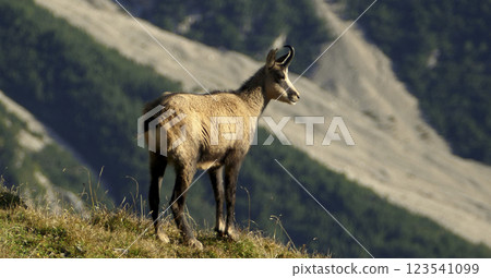 Chamois at Karwendel Hohenweg, Austria Chamois at Karwendel Hohenweg, Austria 123541099