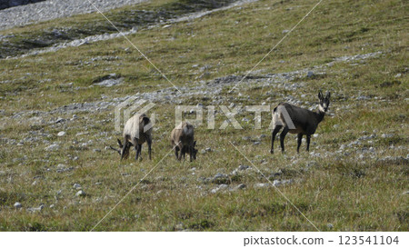 Herd of Chamois at Karwendel Hohenweg, Austria Herd of Chamois at Karwendel Hohenweg, Austria 123541104