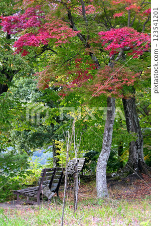 上光寺瞭望台:楓葉與長椅 上光寺瞭望台:楓葉與長椅 123541201