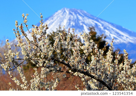梅花和富士山 梅花和富士山 123541354