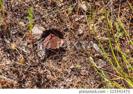 an old metal soda lid in nature. Garbage after tourists in the mountains 123541473