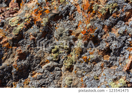Xanthoria wallis on rocks in the mountains. colored lichen on rock. texture of moss on granite Xanthoria wallis on rocks in the mountains. colored lichen on rock. texture of moss on granite 123541475