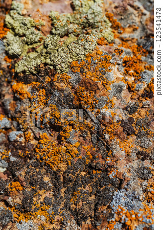 Xanthoria wallis on rocks in the mountains. colored lichen on rock. texture of moss on granite Xanthoria wallis on rocks in the mountains. colored lichen on rock. texture of moss on granite 123541478