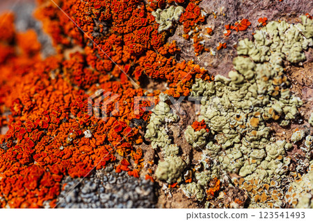 Xanthoria wallis on rocks in the mountains. colored lichen on rock. texture of moss on granite Xanthoria wallis on rocks in the mountains. colored lichen on rock. texture of moss on granite 123541493