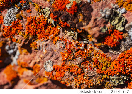 Xanthoria wallis on rocks in the mountains. colored lichen on rock. texture of moss on granite 123541537