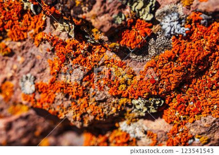 Xanthoria wallis on rocks in the mountains. colored lichen on rock. texture of moss on granite 123541543