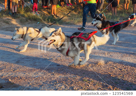 a sports race of athletes with their dogs. charity run with personal pets on a sports race of athletes with their dogs. charity run with personal pets on 123541569
