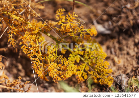 flowering grass in the mountains of Almaaty. yellow flowers in the steppe of Kazakhstan 123541577
