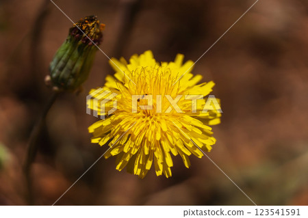 flowering grass in the mountains of Almaaty. yellow dandelion flowers in the steppe of Kazakhstan flowering grass in the mountains of Almaaty. yellow dandelion flowers in the steppe of Kazakhstan 123541591