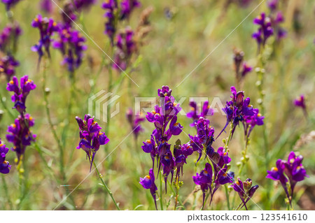 flowering grass in the mountains of Almaaty. purple flowers in the steppe of Kazakhstan flowering grass in the mountains of Almaaty. purple flowers in the steppe of Kazakhstan 123541610