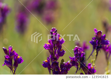 flowering grass in the mountains of Almaaty. purple flowers in the steppe of Kazakhstan 123541615