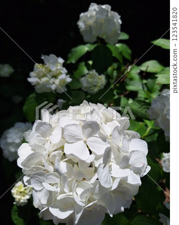 新鮮的白色繡球花 123541820