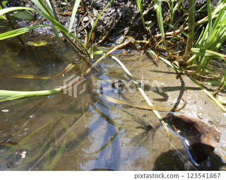 Portrait of a frog Portrait of a frog 123541867