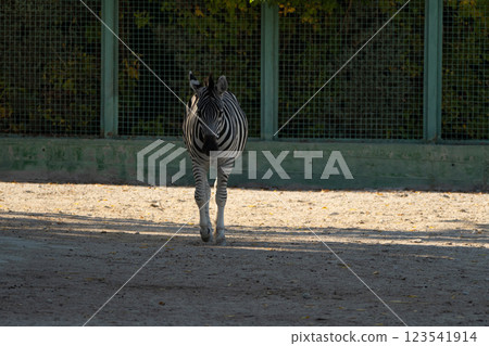 Zebra Zoo Enclosure Autumn: Captive Plains Zebra walking in zoo enclosure during autumn, likely for conservation or exhibition. Zebra Zoo Enclosure Autumn: Captive Plains Zebra walking in zoo enclosure during autumn, likely for conservation or exhibition. 123541914