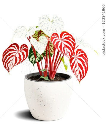 Caladium in a stylish pot, heart-shaped leaves, colorful patterns, isolated on transparent, bright colors, 123541966