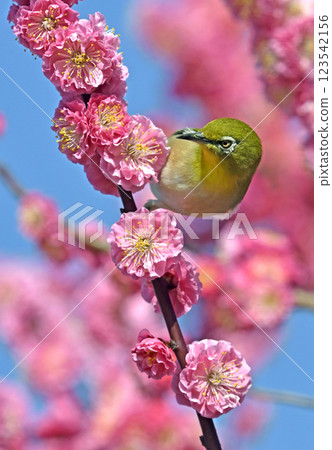 A white-eye on a red plum blossom in full bloom (spring image) (heartwarming image) 123542156