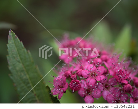 十月盛開的小巧可愛的繡線菊 123542221