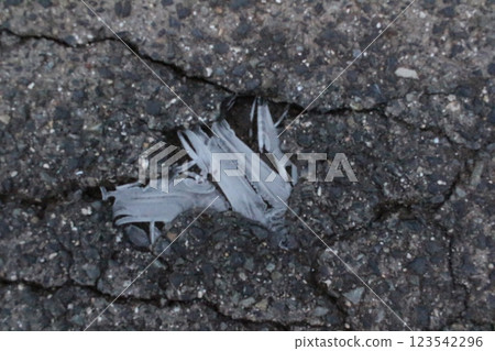道路裂縫處結霜 道路裂縫處結霜 123542296