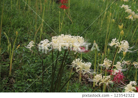 Image of autumn: red spider lily⑰ Image of autumn: red spider lily⑰ 123542322