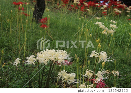 秋天的印象:紅花石蒜⑱ 秋天的印象:紅花石蒜⑱ 123542323