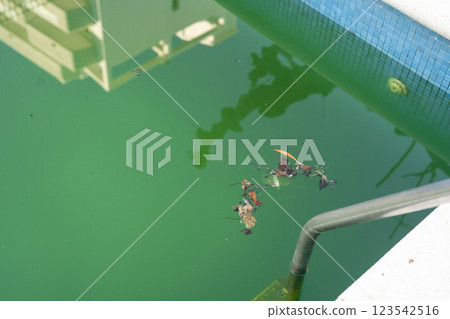 Swimming pool with dirty green water close-up. 123542516