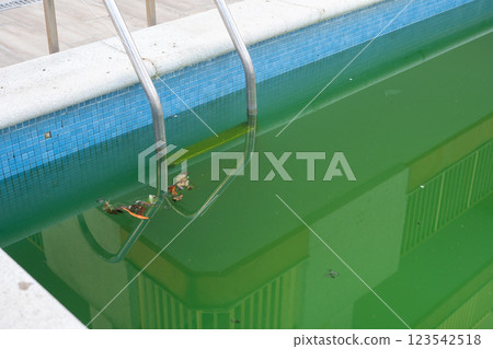 Swimming pool with dirty green water close-up. 123542518