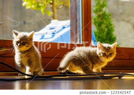 Two gray british cats kittens at home Two gray british cats kittens at home 123542547