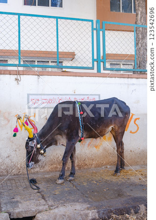 印度_等待鬥牛的乳牛 印度_等待鬥牛的乳牛 123542696