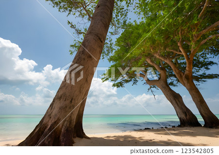 tree on the beach 123542805