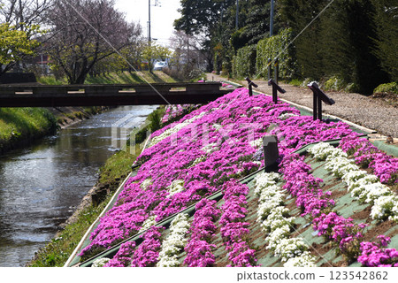 Moss phlox Moss phlox 123542862