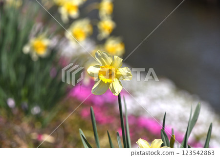 Narcissus Narcissus 123542863