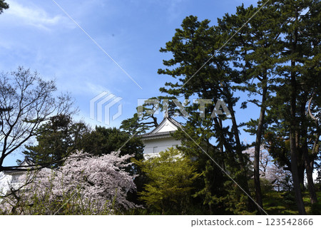 小田原城堡櫻花 小田原城堡櫻花 123542866
