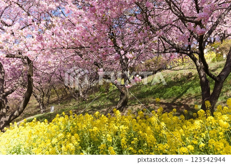 西平端公園松田櫻花節上的櫻花和油菜花 123542944