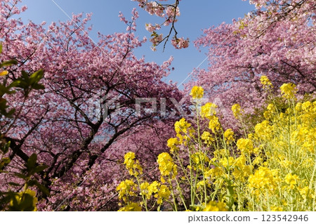 西平端公園松田櫻花節上的櫻花和油菜花 123542946